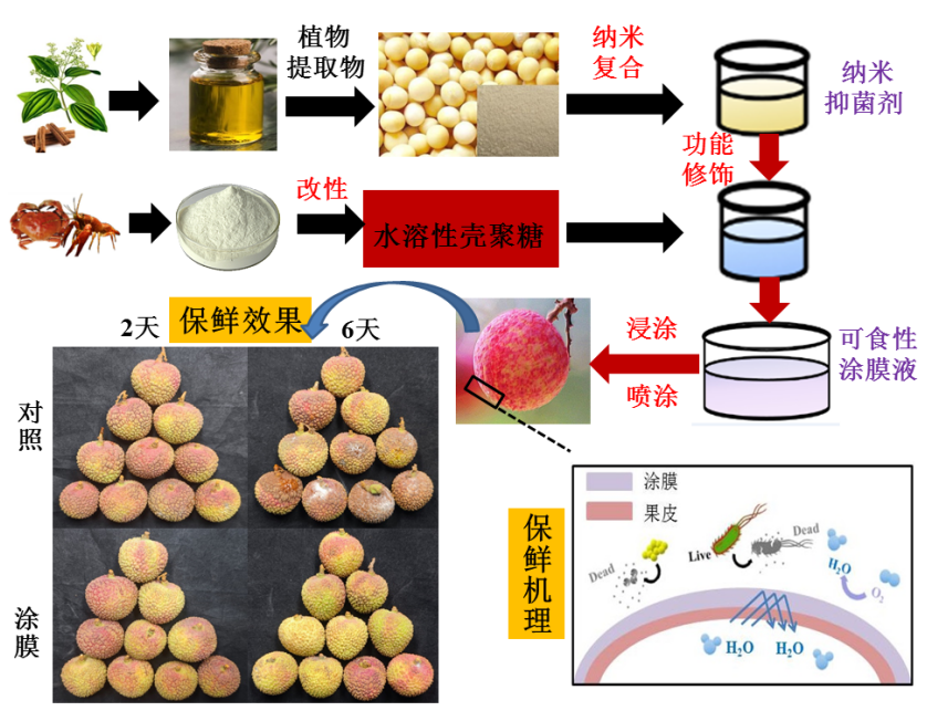 涂膜科技賦能鄉(xiāng)村振興 廣東省科技廳助力荔枝保鮮增收行動(dòng)紀(jì)實(shí)